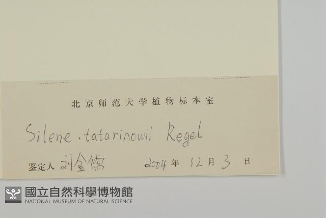 石生蠅子草、山女婁菜藏品圖，第3張