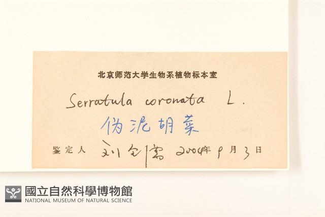 偽泥胡菜藏品圖，第3張