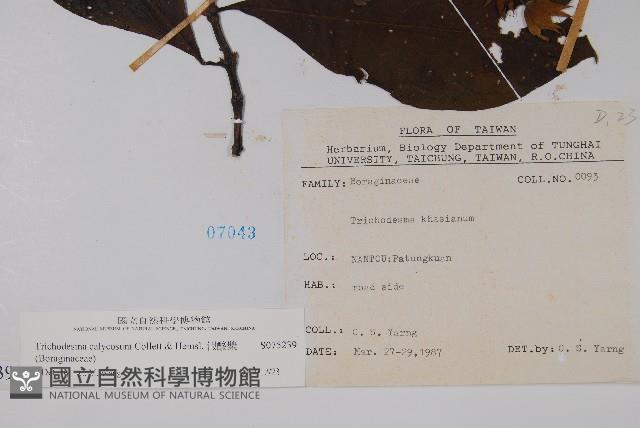 假酸漿藏品圖，第2張