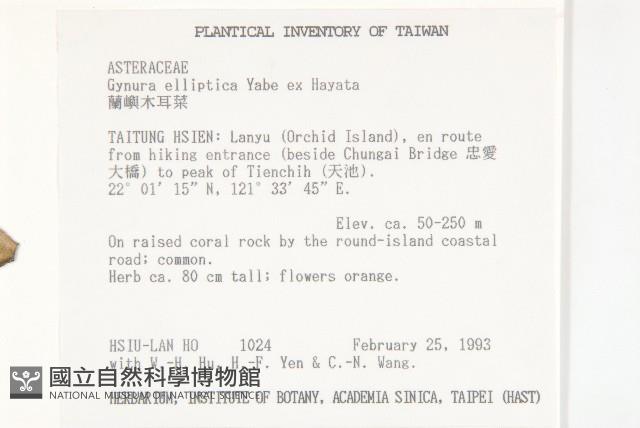 蘭嶼木耳菜藏品圖，第2張