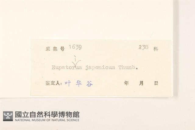 佩蘭、澤蘭藏品圖，第3張