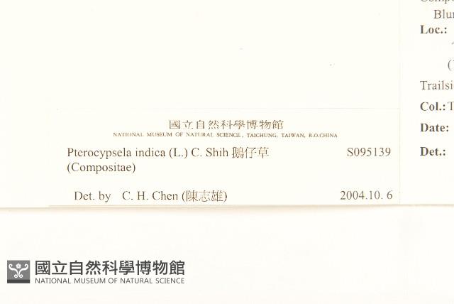 鵝仔草藏品圖，第3張
