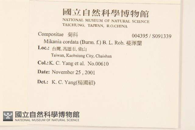 蔓澤蘭藏品圖，第2張