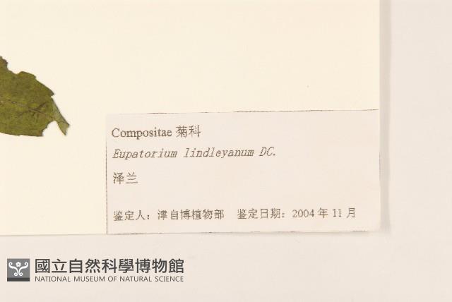 林氏澤蘭藏品圖，第3張