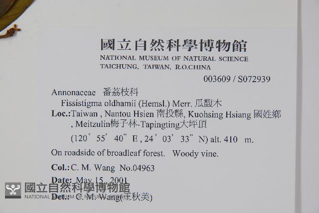 瓜馥木藏品圖，第2張