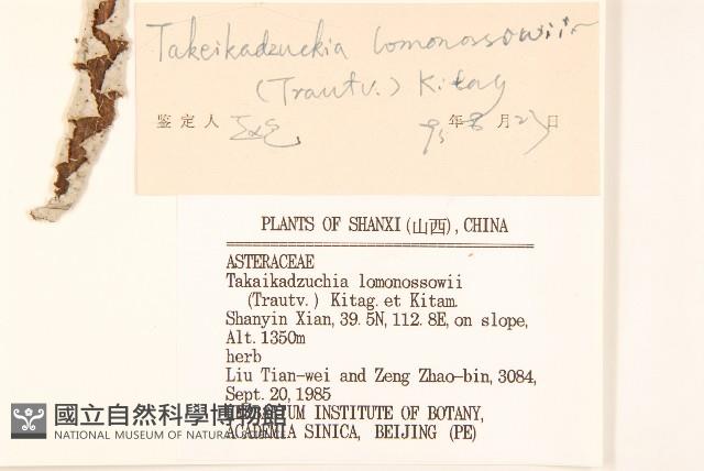 蝟菊藏品圖，第3張