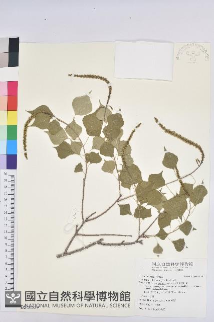 臺灣馬桑藏品圖，第3張