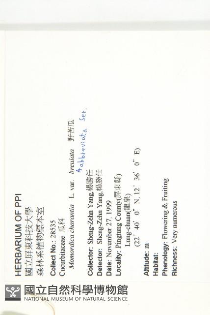 小苦瓜藏品圖，第2張