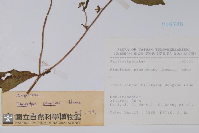 盾果草藏品圖，第2張