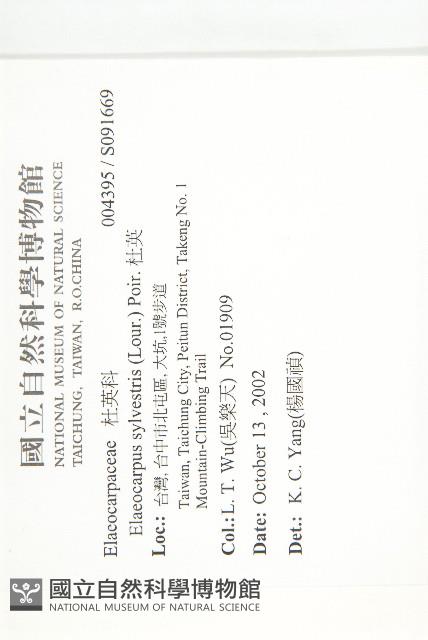 杜英、山杜英、蘭嶼杜英藏品圖，第2張