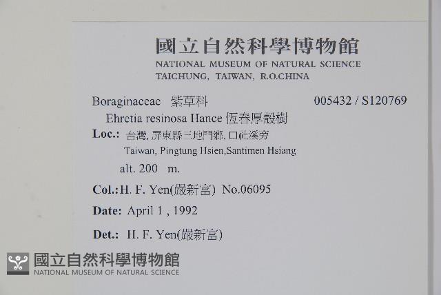 恆春厚殼樹藏品圖，第2張