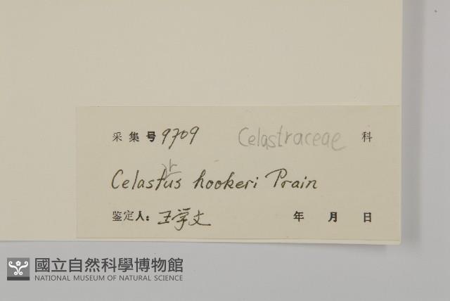 滇邊南蛇藤藏品圖，第3張