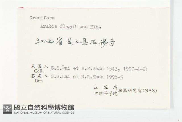 匐匍南薺藏品圖，第6張