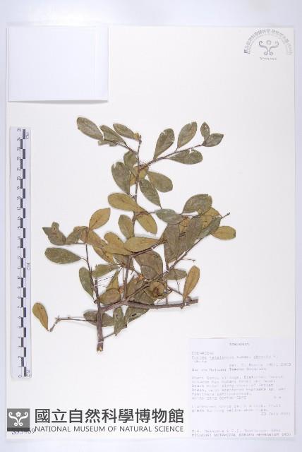 登錄號:S093469藏品圖，第3張