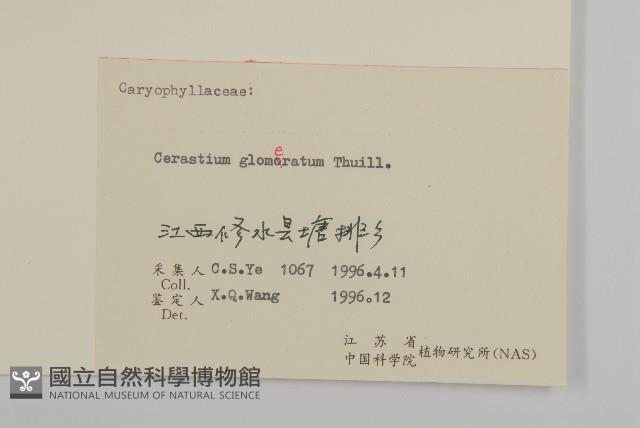 球序卷耳藏品圖，第3張