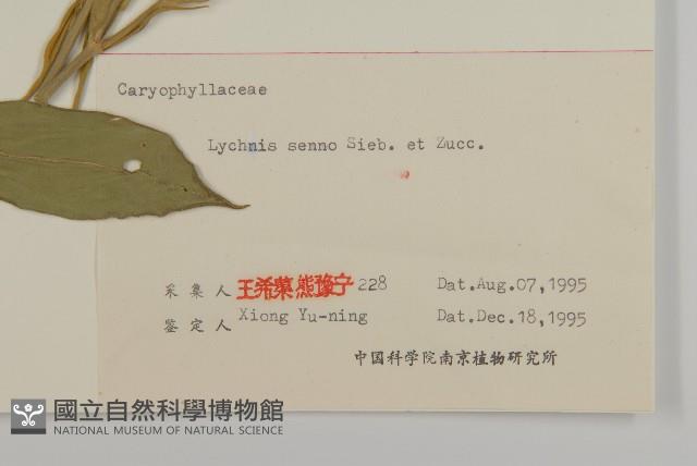 剪秋羅、剪秋紗、漢宮秋藏品圖，第3張