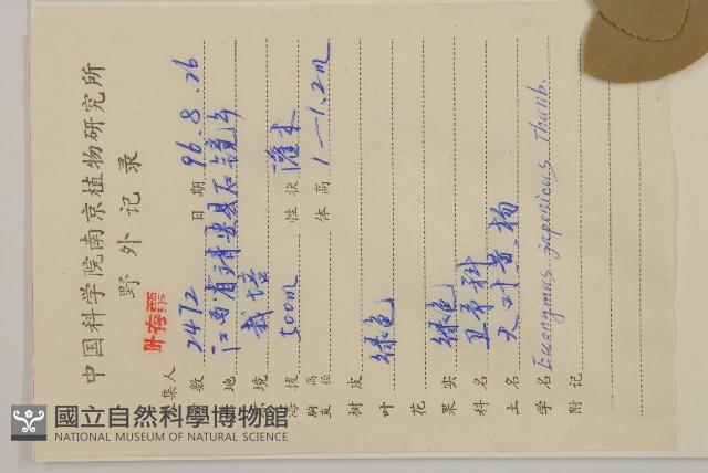 日本衛矛, 大葉黃楊藏品圖，第2張