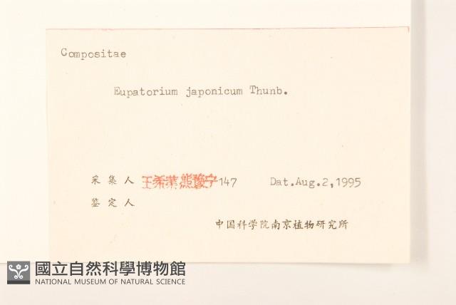 佩蘭、澤蘭藏品圖，第3張