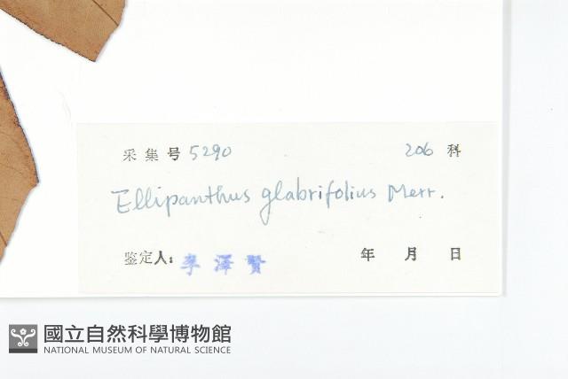 單葉豆藏品圖，第3張