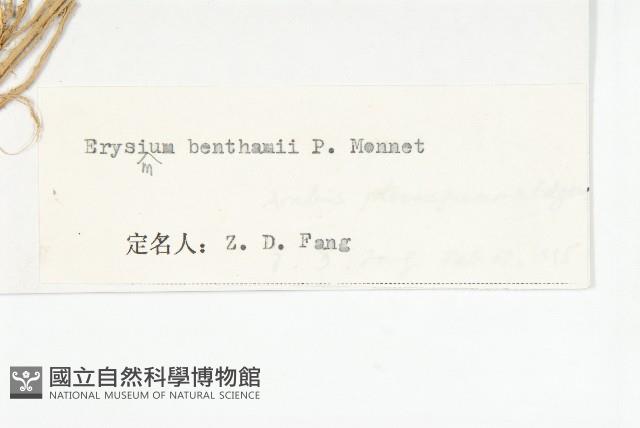 四川糖芥藏品圖，第3張