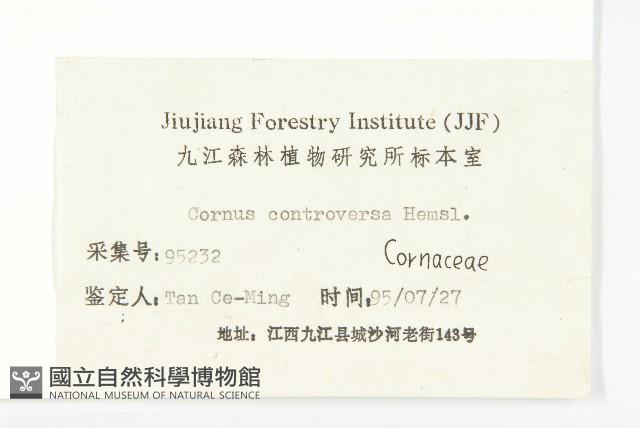 燈臺樹藏品圖，第3張