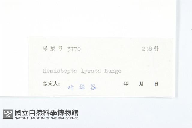 泥胡菜藏品圖，第3張