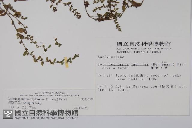 細纍子草藏品圖，第2張