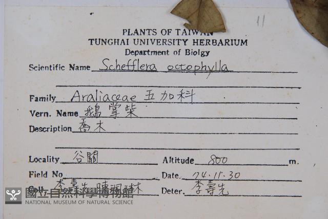 鵝掌柴、江某、鴨腳樹藏品圖，第2張