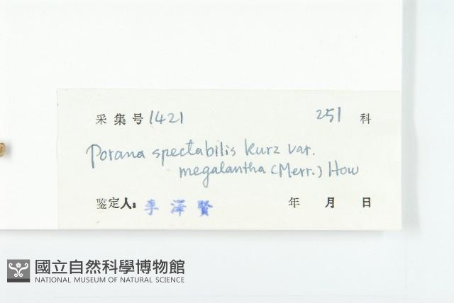 大花飛蛾藤藏品圖，第3張