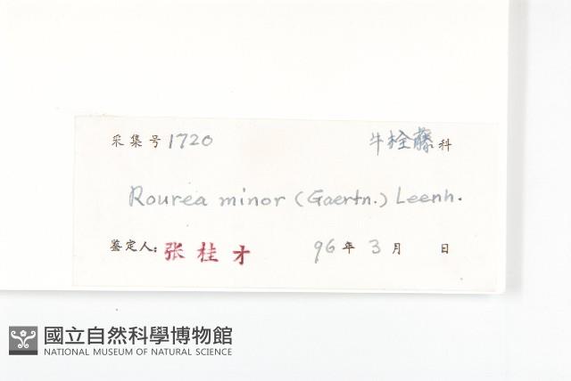 紅葉藤藏品圖，第3張