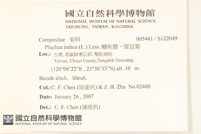 鯽魚膽、闊苞菊藏品圖，第2張