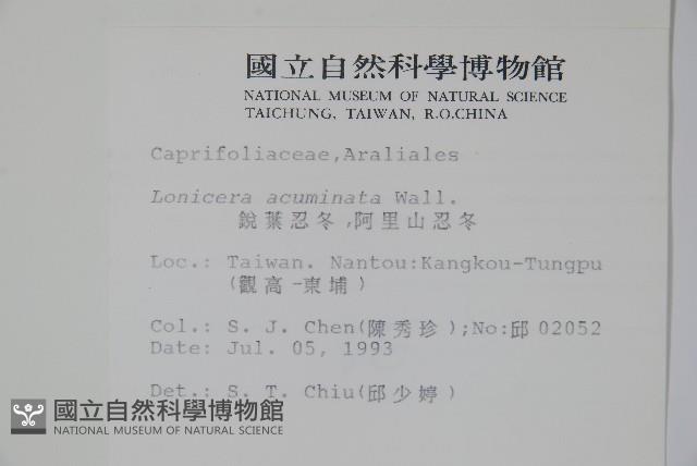 阿里山忍冬、漸尖葉忍冬藏品圖，第2張