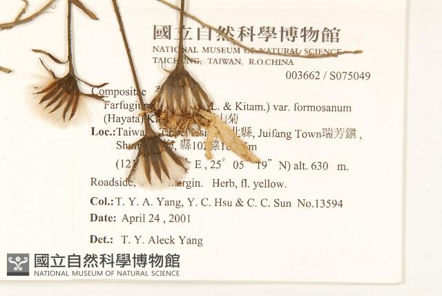 臺灣山菊藏品圖，第2張