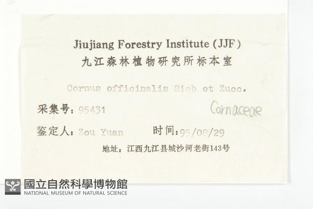 山茱萸藏品圖，第3張