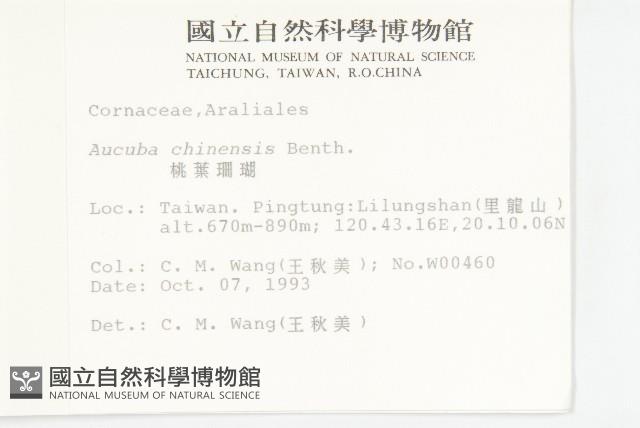 桃葉珊瑚藏品圖，第2張