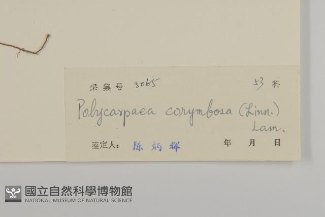 白鼓釘藏品圖，第3張