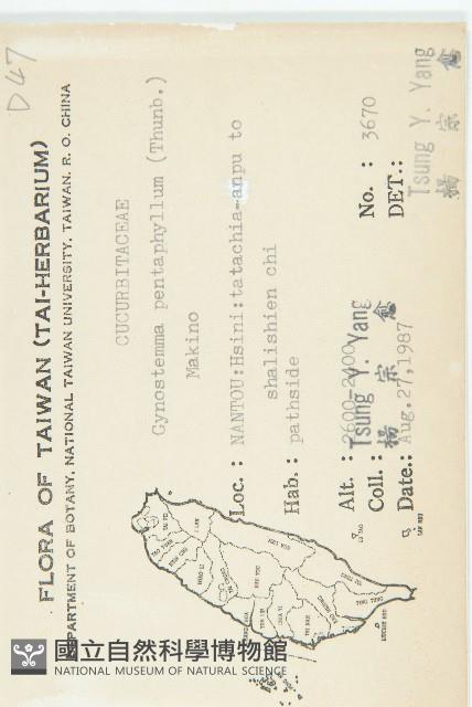 絞股藍藏品圖，第2張