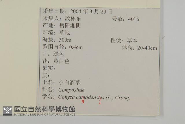 加拿大蓬藏品圖，第2張