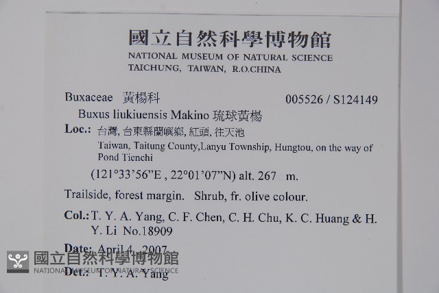 琉球黃楊藏品圖，第2張