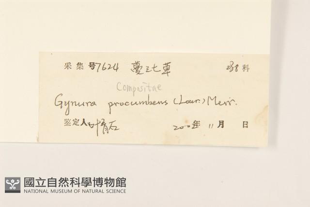 平臥三七草藏品圖，第3張