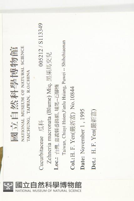 黑果馬交兒藏品圖，第2張