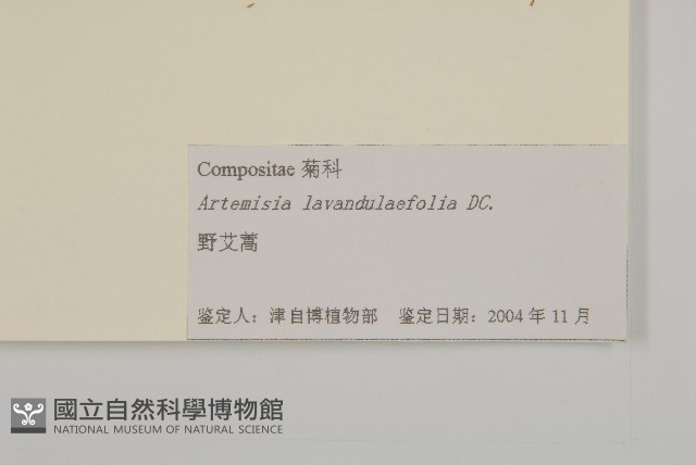 野艾蒿藏品圖，第3張