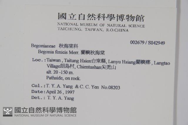 蘭嶼秋海棠藏品圖，第5張