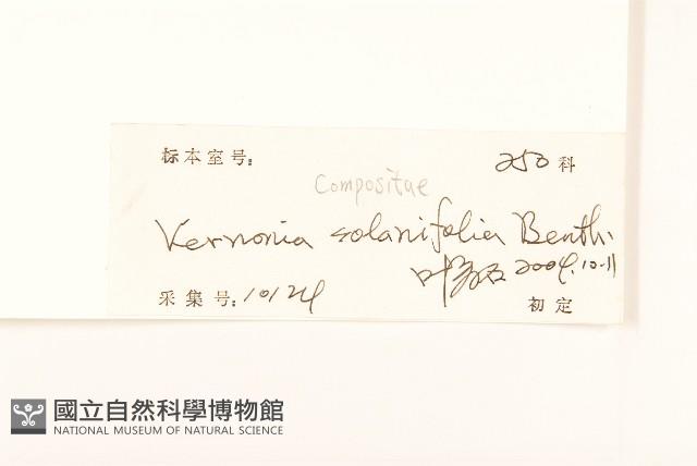 茄葉斑鳩菊藏品圖，第3張