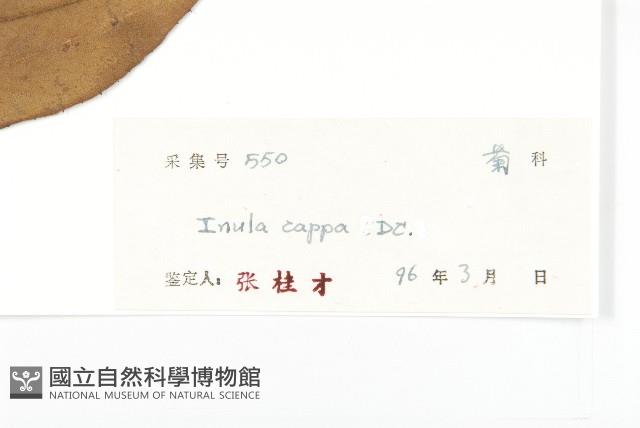 羊耳菊藏品圖，第3張