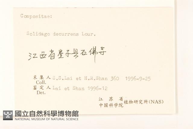 一枝黃花藏品圖，第3張