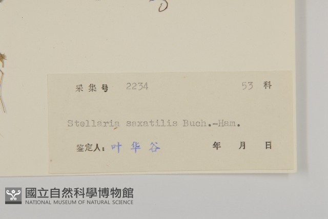 疏花繁縷藏品圖，第3張