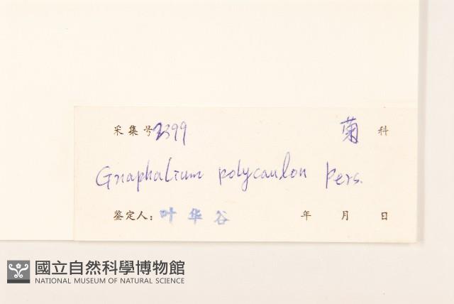 多莖鼠麴草藏品圖，第3張