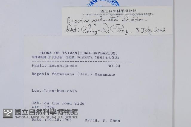 裂葉秋海棠藏品圖，第2張