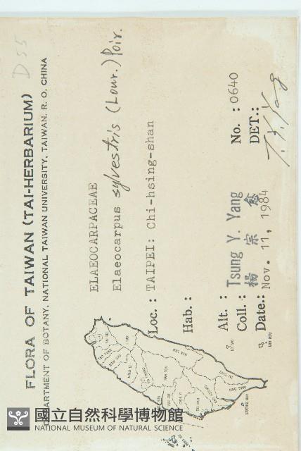 杜英、山杜英、蘭嶼杜英藏品圖，第2張